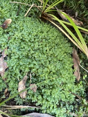 Symphyogyna podophylla
