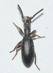 Stenosis mendizabali