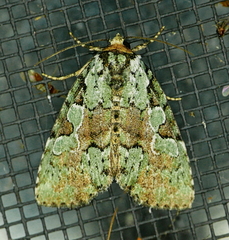 Leuconycta lepidula