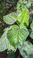 Dendroseris litoralis