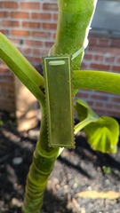 Dendroseris litoralis