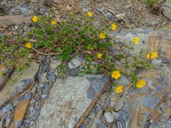 Potentilla ruprechtii