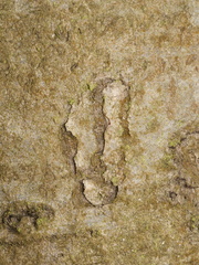 Zimmermannia liebwerdella