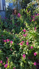 Salvia karwinskii