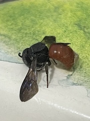 Euaspis polynesia