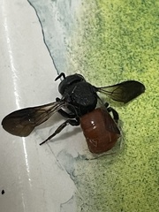 Euaspis polynesia