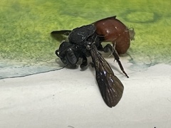 Euaspis polynesia