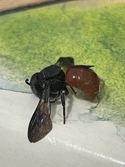 Euaspis polynesia