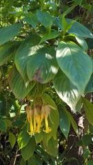 Deppea splendens
