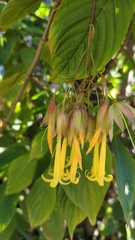 Deppea splendens