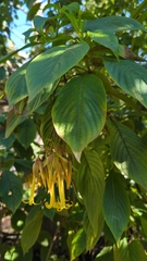 Deppea splendens