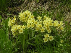 Primula ruprechtii