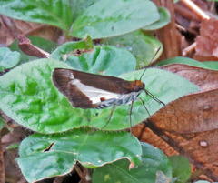 Vettius triangularis