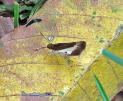 Vettius triangularis