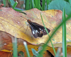 Vettius triangularis