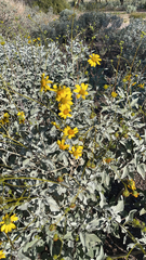 Encelia farinosa