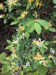 Lonicera