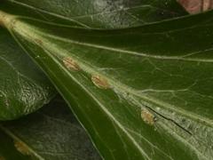 Lichtensia viburni