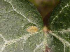 Lichtensia viburni