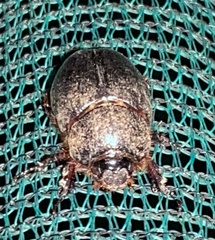 Temnorhynchus