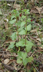 Scrophularia peregrina