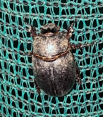 Temnorhynchus