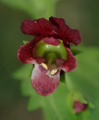 Scrophularia peregrina