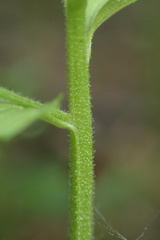 Scrophularia peregrina