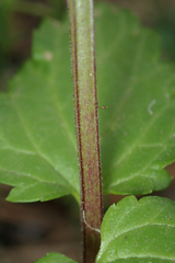 Scrophularia peregrina