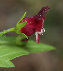 Scrophularia peregrina