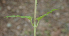 Scrophularia peregrina