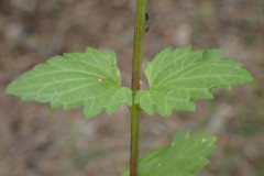 Scrophularia peregrina