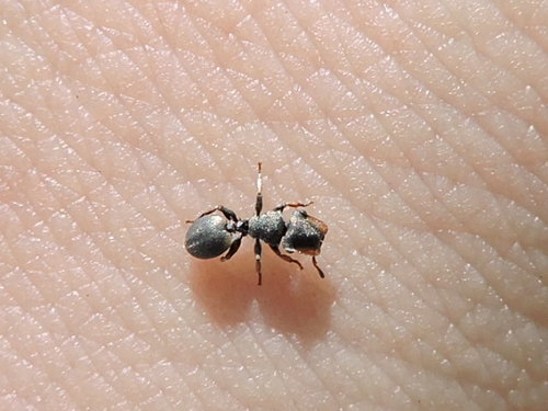 Texas Turtle Ant photo 5