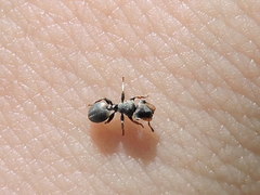 Cephalotes texanus