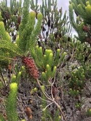 Erica sessiliflora