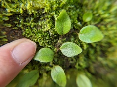 Microgramma piloselloides