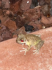 Osteopilus septentrionalis
