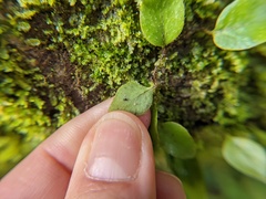 Microgramma piloselloides