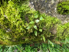 Microgramma piloselloides