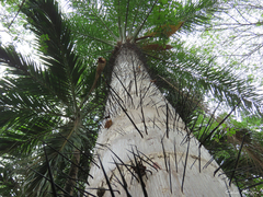 Acrocomia intumescens