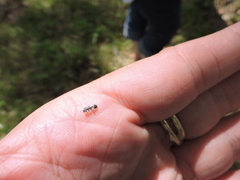 Cephalotes texanus