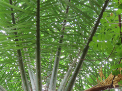 Acrocomia intumescens