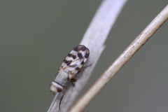 Melieria