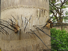 Acrocomia intumescens