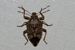 Podisus serieventris