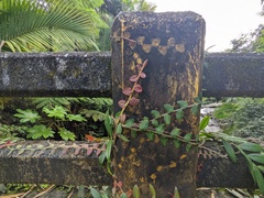 Marcgravia rectiflora