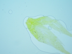 Brotherella recurvans