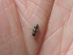 Cephalotes texanus