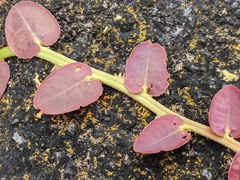 Marcgravia rectiflora
