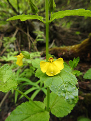 Rhynchocorys stricta
